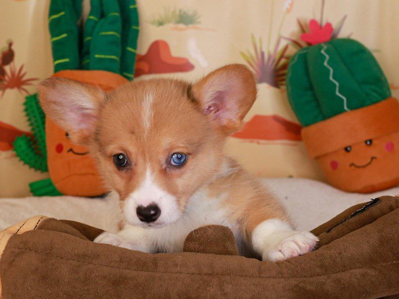 American Corgi-Female-RED & WHT-3735086-Animal Kingdom | Puppies N Love