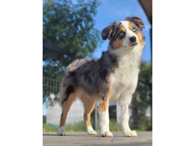 Mini American Shepherd