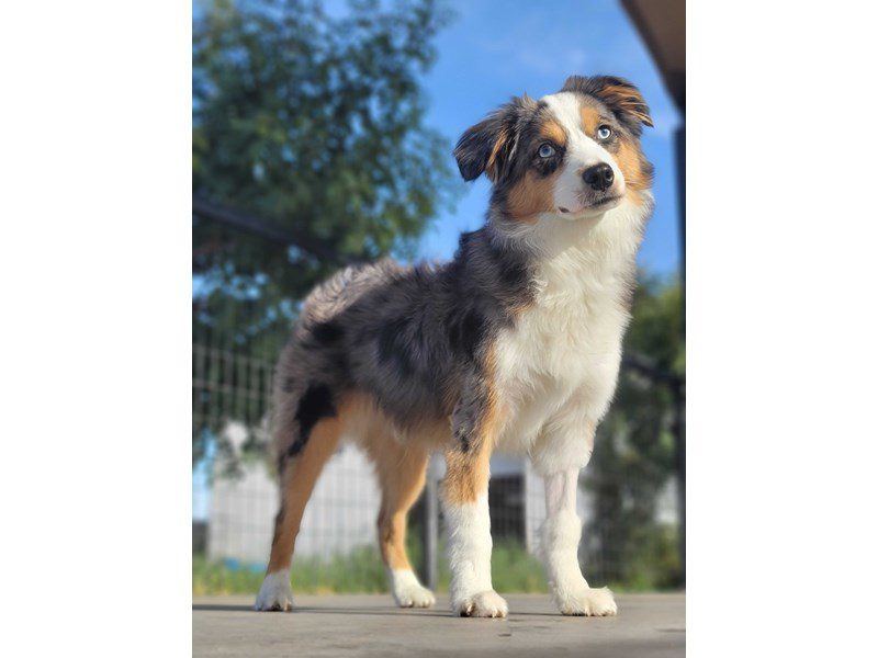 Mini American Shepherd-Male-BL MRL-3529595-Animal Kingdom | Puppies N Love