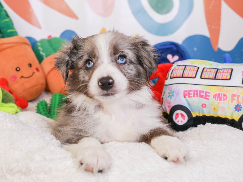 Mini Aussie-Female-bl mrl-3742577-Animal Kingdom | Puppies N Love