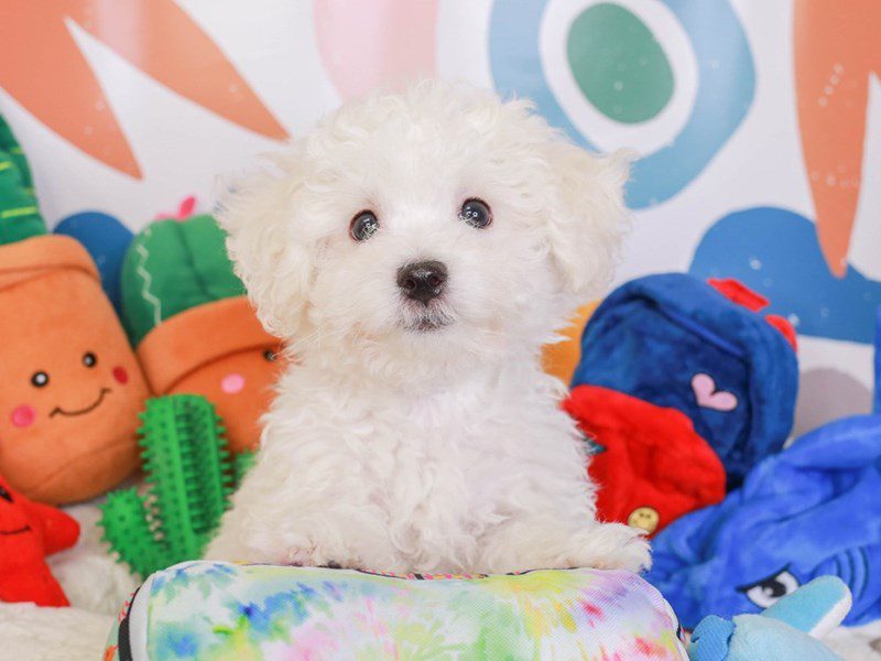 Bichon Frise-Male-WHITE-3742755-Animal Kingdom | Puppies N Love