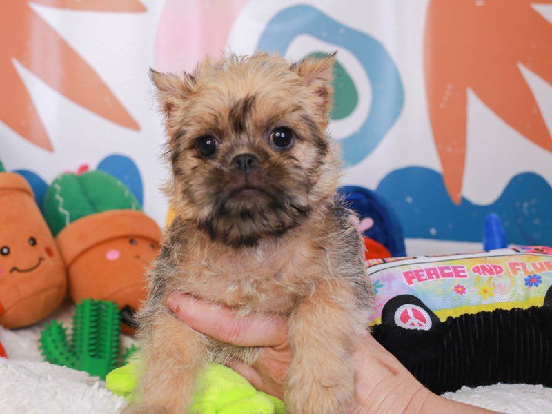 Brussels Griffon-Male-Belge-3742501-Animal Kingdom | Puppies N Love