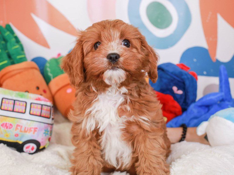 Cavapoo-Male-rd & wh-3742770-Animal Kingdom | Puppies N Love