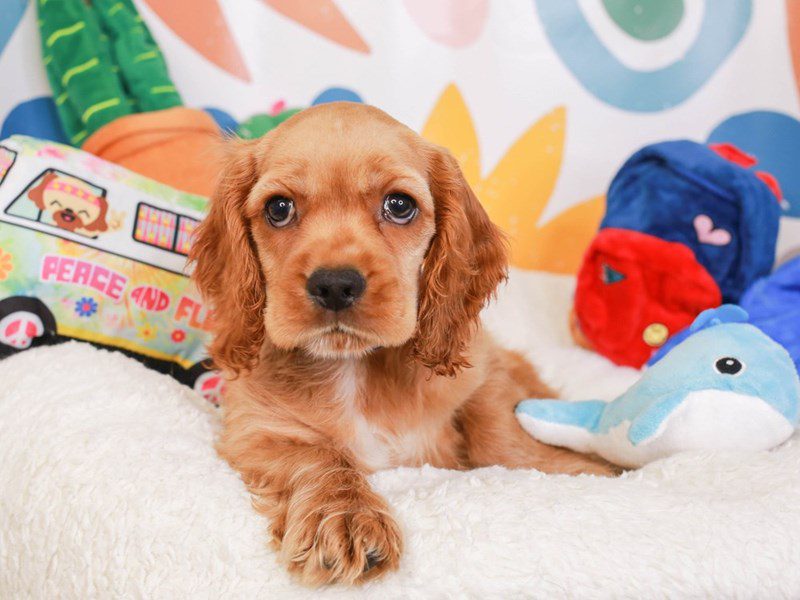 Cocker Spaniel-Male-Buff-3741242-Animal Kingdom | Puppies N Love