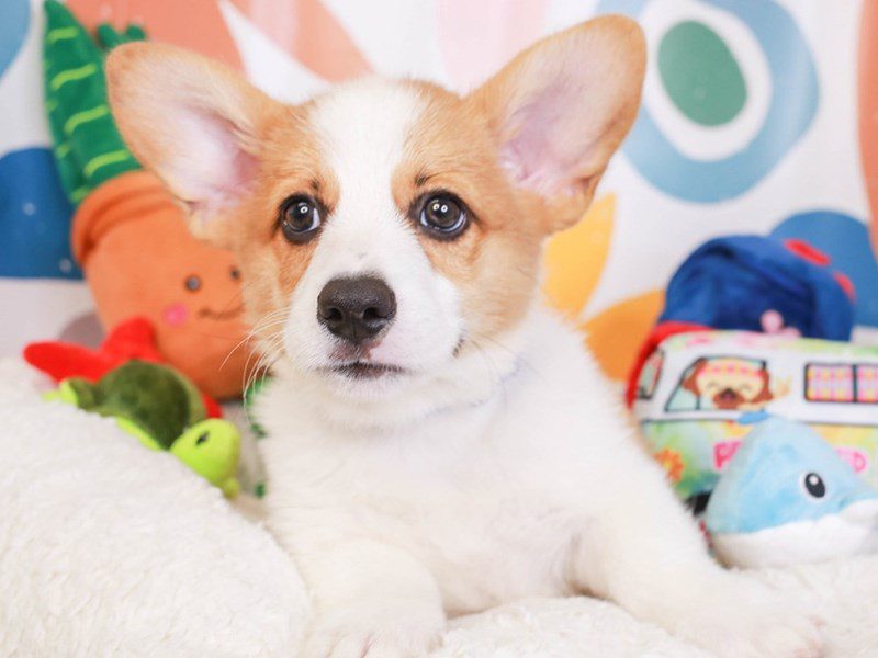 Pembroke Welsh Corgi-Male-rd & wh-3742880-Animal Kingdom | Puppies N Love