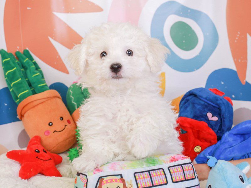 Bichon Frise-Male-WHITE-3742758-Animal Kingdom | Puppies N Love