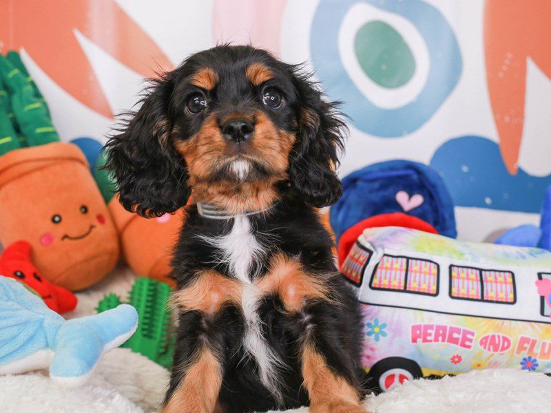 Cavalier King Charles-Female-blk tn-3742655-Animal Kingdom | Puppies N Love