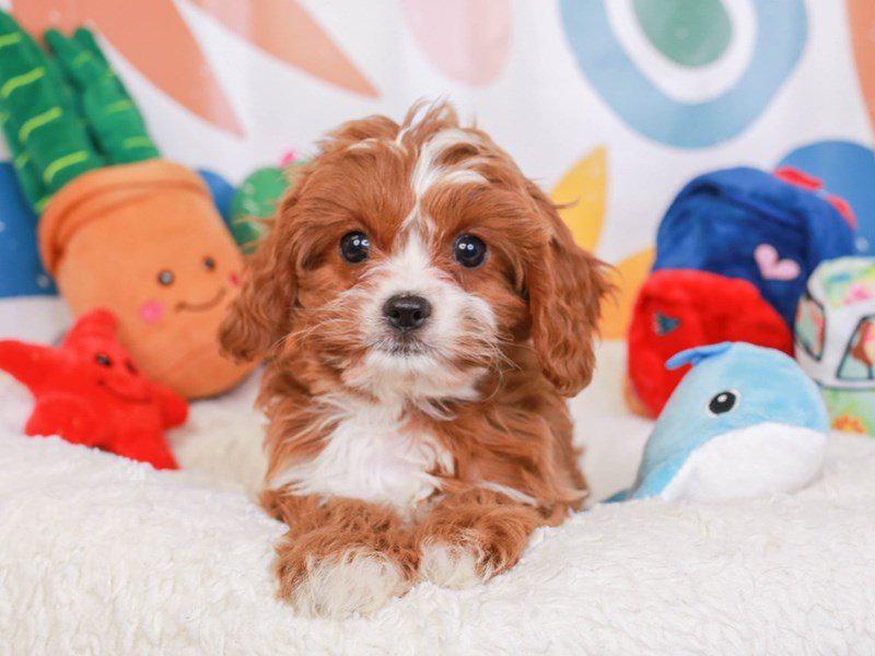 Cavapoo-Female-rd & wh-3742771-Animal Kingdom | Puppies N Love