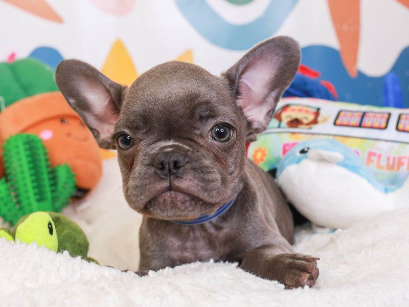 French Bulldog-Female-BLUE-3742705-Animal Kingdom | Puppies N Love