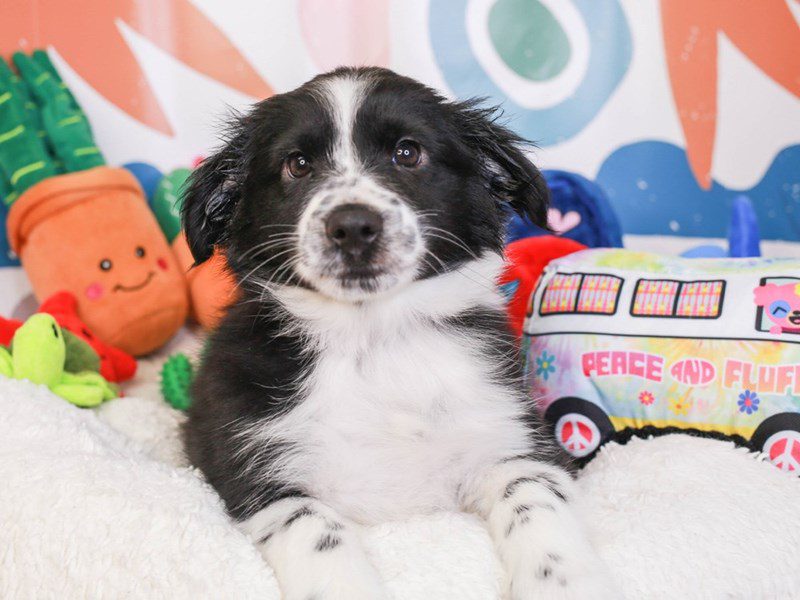 Mini Aussie-Female-blk & wh-3742578-Animal Kingdom | Puppies N Love