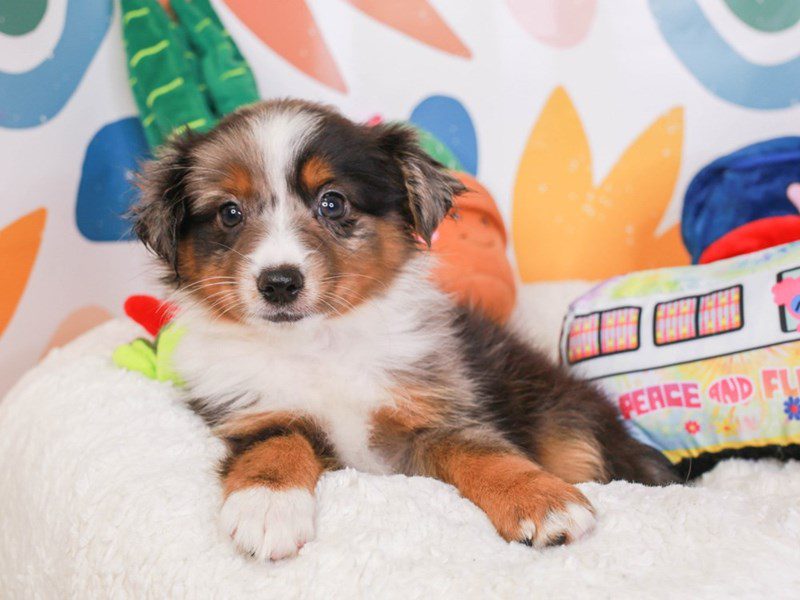 Mini Aussie-Female-bl mrl-3742580-Animal Kingdom | Puppies N Love