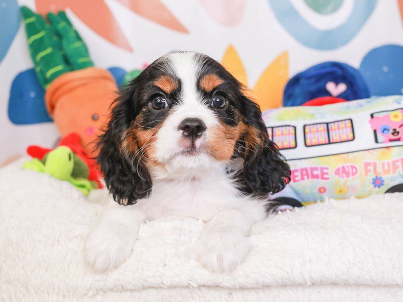 Cavalier King Charles-Male-tri-3742654-Animal Kingdom | Puppies N Love