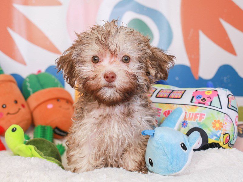 Havanese-Female-Liver-3742463-Animal Kingdom | Puppies N Love