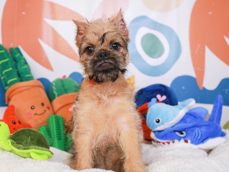 Brussels Griffon-Female-Belge-3742503-Animal Kingdom | Puppies N Love