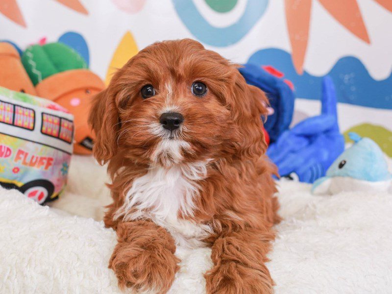 Cavapoo-Male-rd-3742769-Animal Kingdom | Puppies N Love