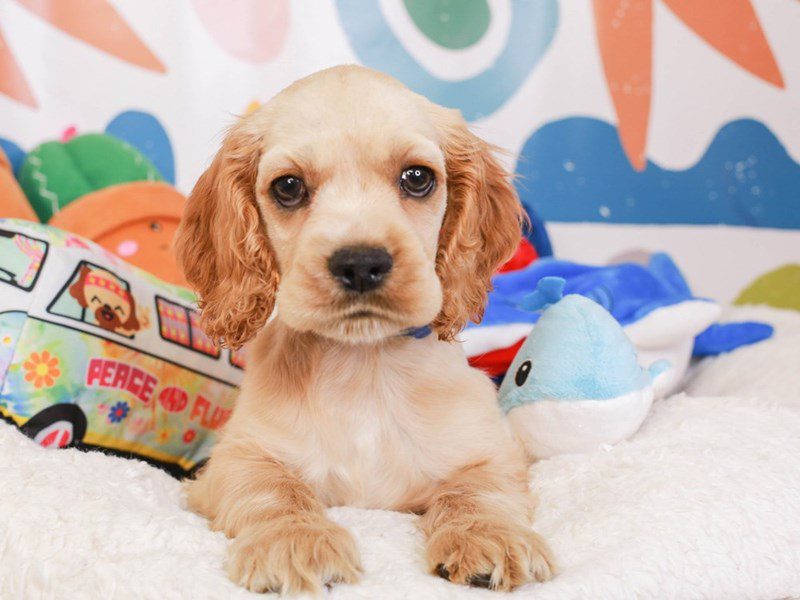 Cocker Spaniel-Male-Buff-3741244-Animal Kingdom | Puppies N Love