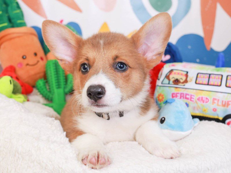 Pembroke Welsh Corgi-Male-rd & wh-3742878-Animal Kingdom | Puppies N Love