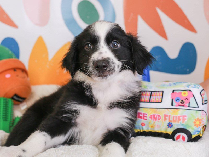 Mini Aussie-Female-blk & wh-3742579-Animal Kingdom | Puppies N Love