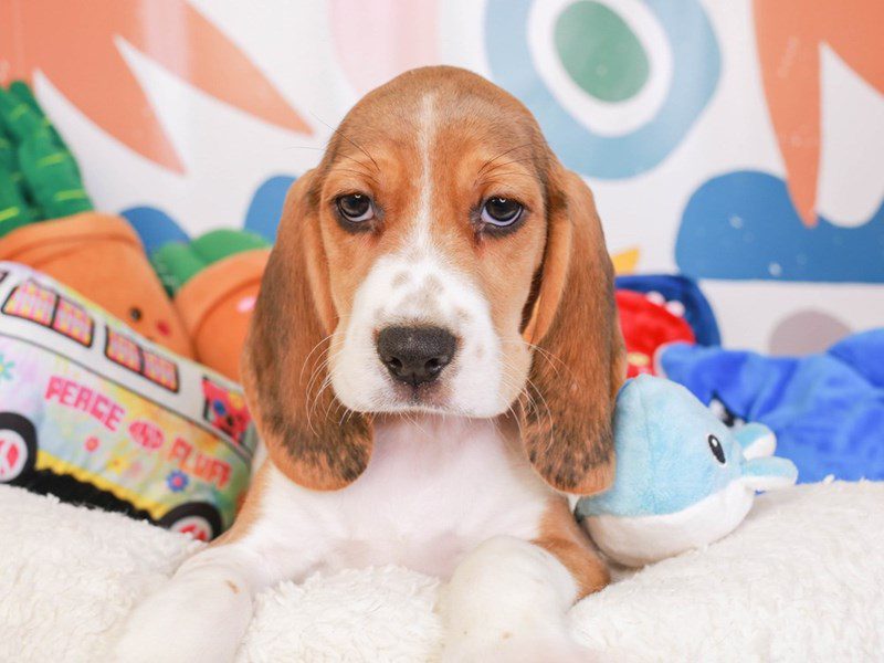 Beagle-Male-Tri-3742970-Animal Kingdom | Puppies N Love