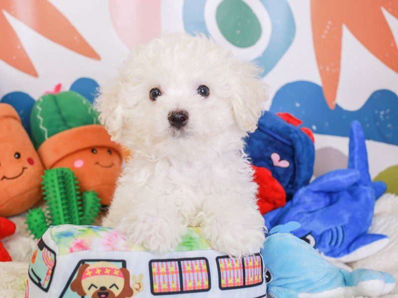 Bichon Frise-Male-WHITE-3742757-Animal Kingdom | Puppies N Love