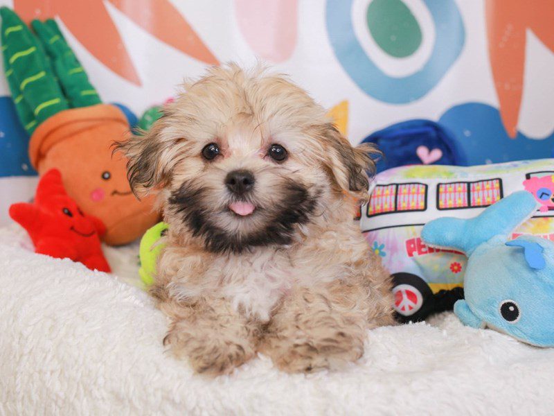 Havanese-Female-Liver-3742462-Animal Kingdom | Puppies N Love