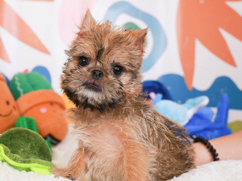 Brussels Griffon-Male-Belge-3742502-Animal Kingdom | Puppies N Love