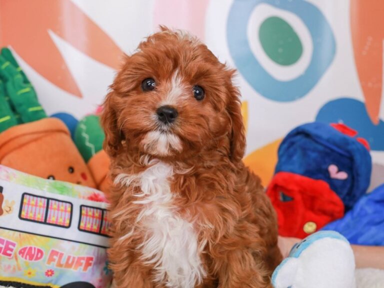 Cavapoo