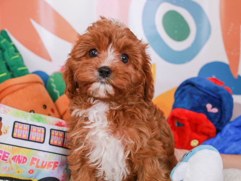 Cavapoo-Female-rd & wh-3742772-Animal Kingdom | Puppies N Love