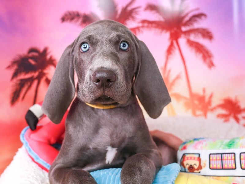 Weimaraner