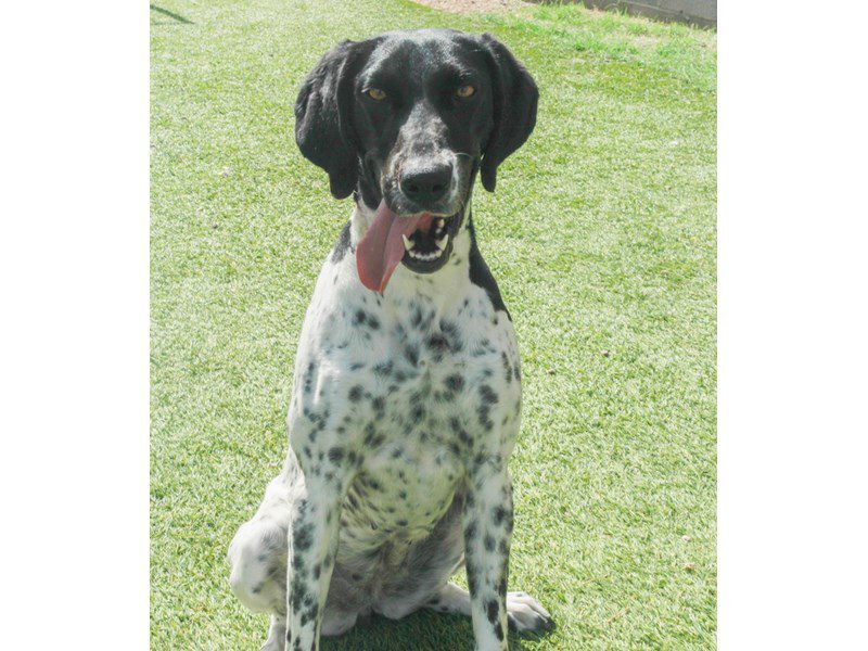 German Shorthair Pointer