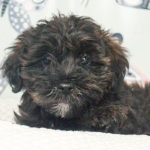 Yorkie Poo - 47665