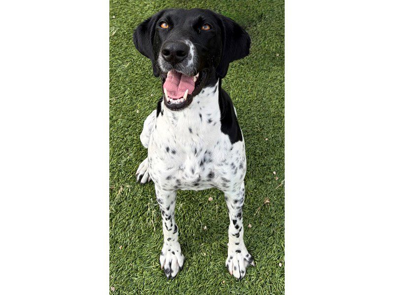 German Shorthair Pointer