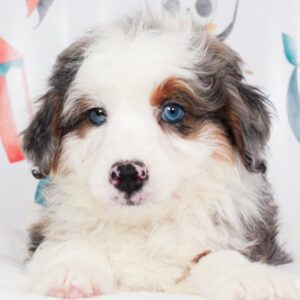 Mini Aussie Poo - 47850
