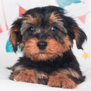 Yorkie Poo - 47863