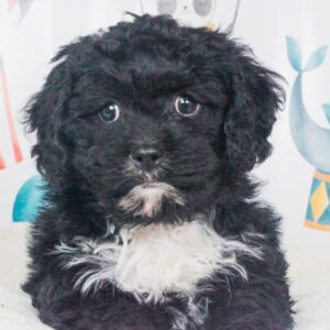 Cavapoo - 47826