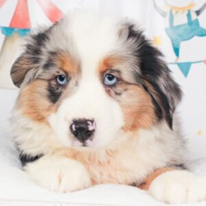 Mini Aussie - 47859