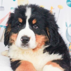 Bernese Mountain Dog - 47846