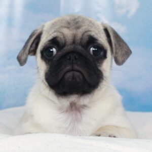 Pug - 47987