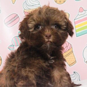 Shih Poo - 48048