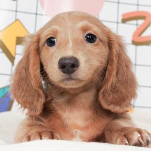 Dachshund - 48118