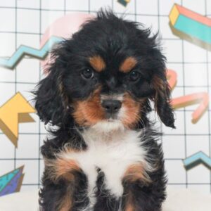 Cavapoo - 48126