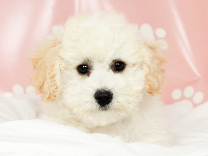 Maltipoo