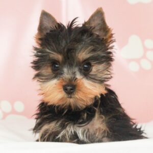 Yorkshire Terrier - 48271