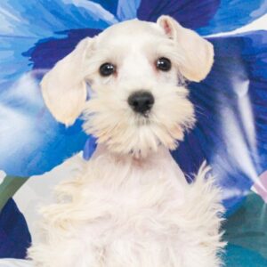 Mini Schnauzer - 48436