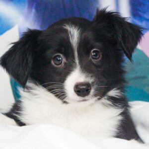 Mini Aussie - 48453