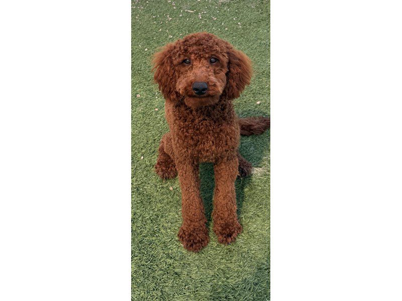 Mini Irishdoodle