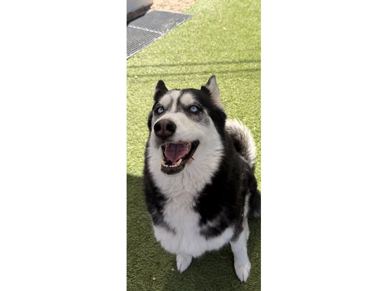 Siberian Husky