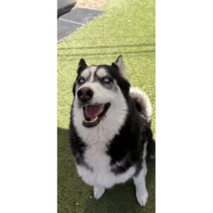 Siberian Husky - 23379