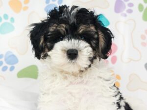 Malti-Poo Puppies For Sale Animal Kingdom Arizona