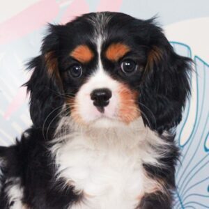 Cavalier King Charles - 48538
